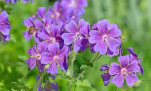 Fioletowy geranium kwiat z delikatnymi żyłkami na płatkach, otoczony zielenią.