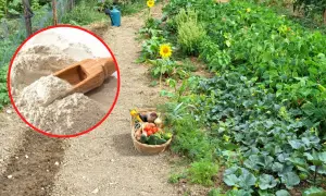 Mączka bazaltowa w ogrodzie, obok koszyka z warzywami. Czy mączka bazaltowa jest szkodliwa? To naturalny nawóz, który wspiera wzrost roślin.