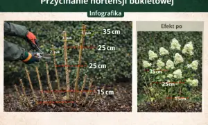 Instrukcja jak przycinać hortensje ogrodową: przycinanie pędów do 15-35 cm nad ziemią, powyżej pąka. Efekt po przycięciu.