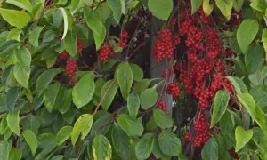 Krzew cytryńca chińskiego z licznymi gronami czerwonych owoców. Uprawa tej rośliny jest satysfakcjonująca, gdy dojrzewają te aromatyczne jagody.