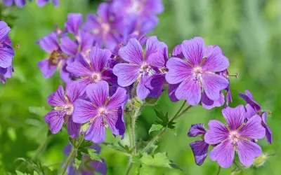 Fioletowy geranium kwiat z delikatnymi żyłkami na płatkach, otoczony zielenią.