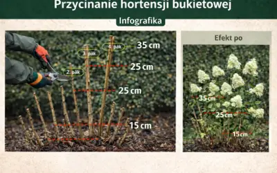 Instrukcja jak przycinać hortensje ogrodową: przycinanie pędów do 15-35 cm nad ziemią, powyżej pąka. Efekt po przycięciu.