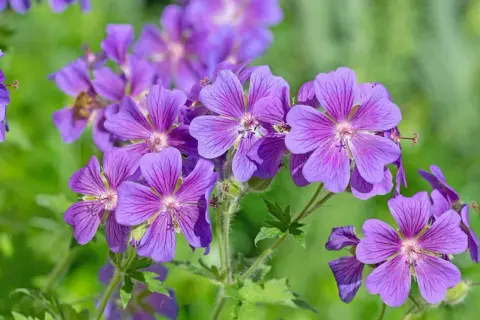 Fioletowy geranium kwiat z delikatnymi żyłkami na płatkach, otoczony zielenią.