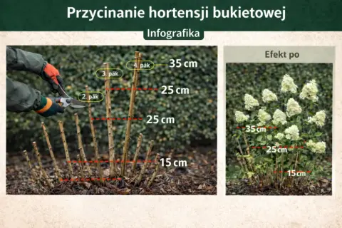 Instrukcja jak przycinać hortensje ogrodową: przycinanie pędów do 15-35 cm nad ziemią, powyżej pąka. Efekt po przycięciu.