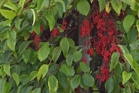Krzew cytryńca chińskiego z licznymi gronami czerwonych owoców. Uprawa tej rośliny jest satysfakcjonująca, gdy dojrzewają te aromatyczne jagody.