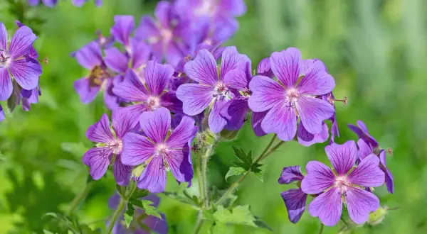 Fioletowy geranium kwiat z delikatnymi żyłkami na płatkach, otoczony zielenią.