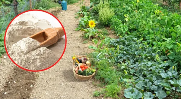 Mączka bazaltowa w ogrodzie, obok koszyka z warzywami. Czy mączka bazaltowa jest szkodliwa? To naturalny nawóz, który wspiera wzrost roślin.