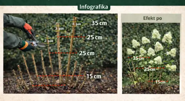 Instrukcja jak przycinać hortensje ogrodową: przycinanie pędów do 15-35 cm nad ziemią, powyżej pąka. Efekt po przycięciu.