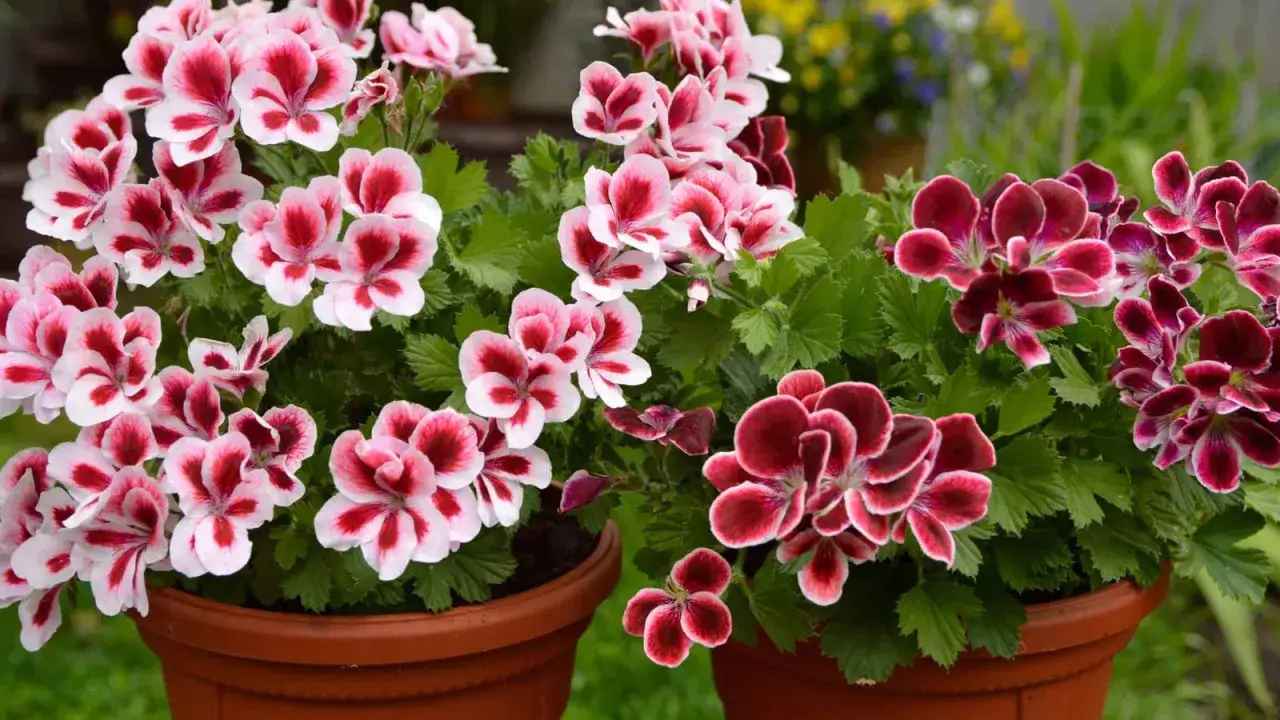 Dwa donice pełne kwitnącego geranium. Jedna z nich ma kwiaty biało-różowe, druga ciemno-bordowe.