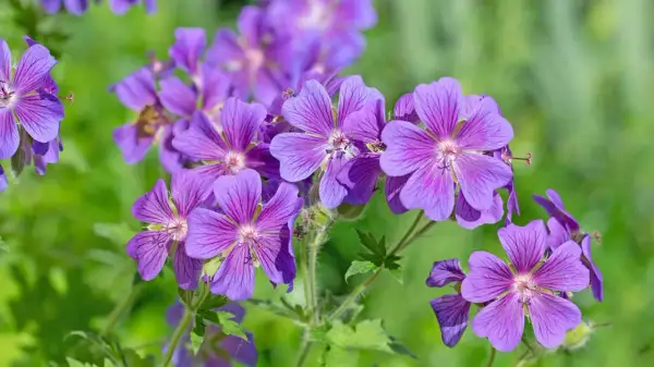 Fioletowy geranium kwiat z delikatnymi żyłkami na płatkach, otoczony zielenią.